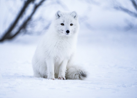 北极狐在新疆雪地出现！（北极狐属于一级保护动物吗） 第1张