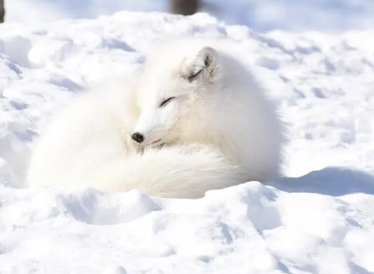 北极狐在新疆雪地出现！（北极狐属于一级保护动物吗） 第2张