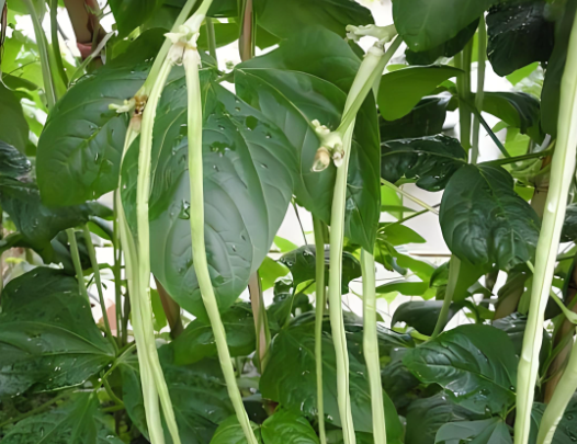 农村自己种的蔬菜对比菜市场买来的味道更好！